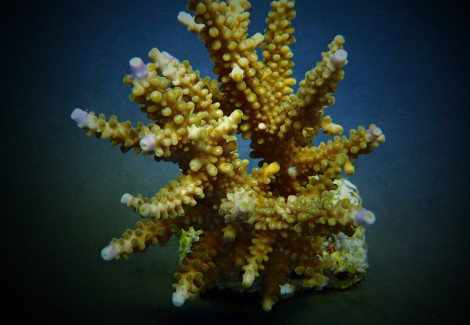 Acropora Secale M