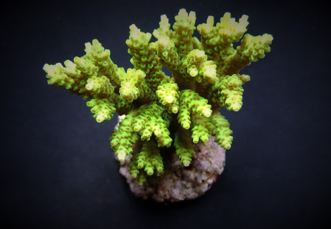 Acropora Selago M