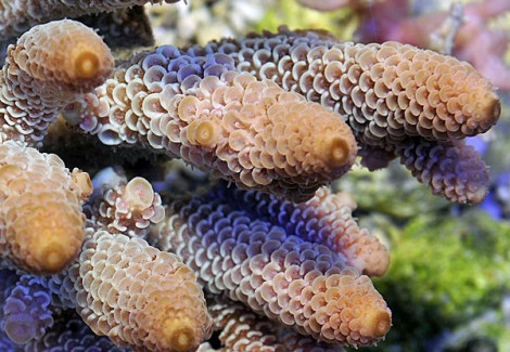 Acropora Spathulata (B Grade) L