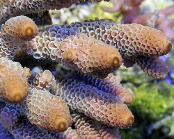 Acropora Spathulata (B Grade) Ml