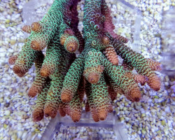 Acropora Spathulata Ml