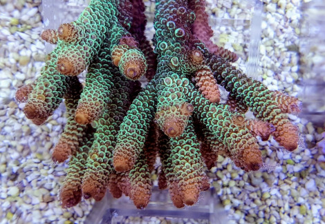 Acropora Spathulata Ml