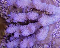 Acropora Spp. (Blue) L