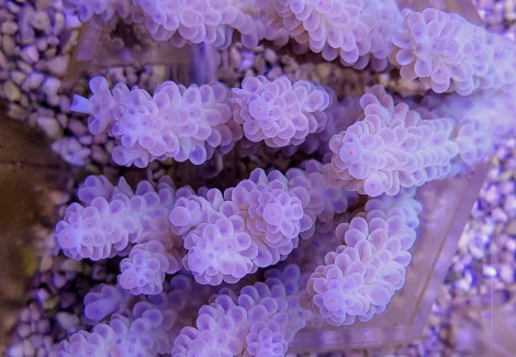 Acropora Spp. (Blue) L