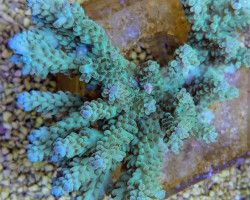 Acropora Spp. (Grade A) Xs