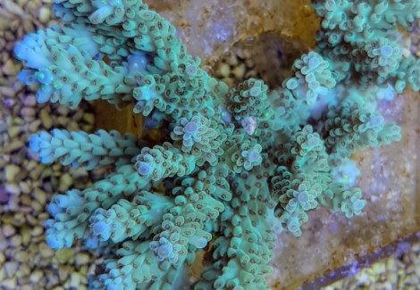 Acropora Spp. (Grade A) Xs