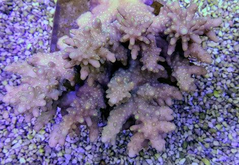 Acropora Spp. (Grade B) Xs