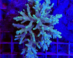 Acropora Spp. (Maricultured Indonesia) S