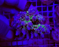 Acropora Spp. (Maricultured Indonesia) Ultra Grade M