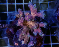 Acropora Spp. (Maricultured Indonesia) Ultra Grade Ml