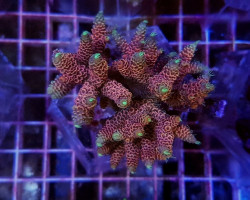 Acropora Spp. (Maricultured Indonesia) Ultra Grade Xs