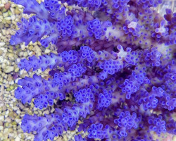 Acropora Tenuis Blueisch (A Grade) Xs