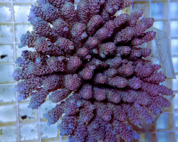 Acropora Tenuis Rainbow (A Grade) Ml