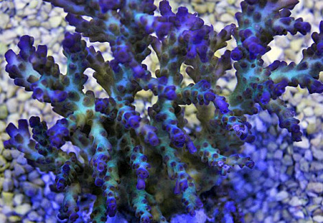 Acropora Valida (A Grade) L