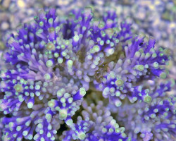 Acropora Valida M