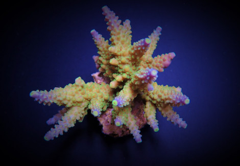 Acropora Valida S