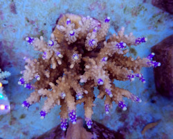 Acropora Valida Xs