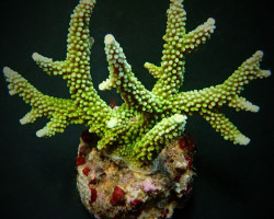 Acropora Yongei Ml