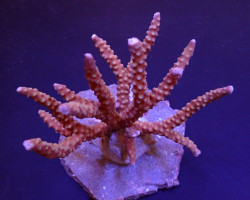 Anacropora Spp. (Reddish) Ml