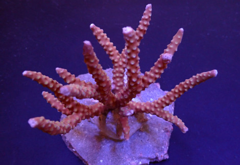 Anacropora Spp. (Reddish) Xs