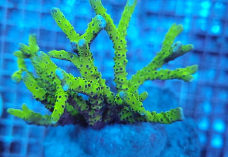 Anacropora Spp. (Yellow-Green) M