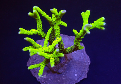 Anacropora Spp. (Yellow-Green) Xs