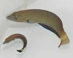 Anampses Caeruleopunctatus (Femmina) M