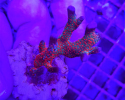 Montipora  (Branched Forest Fire) M