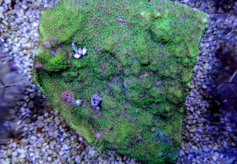 Montipora Australiensis (Green Polyp) Xs