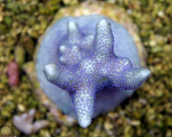 Montipora Spp. (Branched Blue Polyp) S