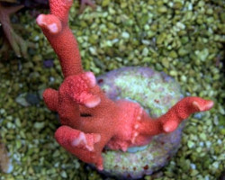 Montipora Spp. (Branched Orange/Red) Ml