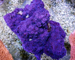 Montipora Spp. (Encrusting Purple/Blue) M