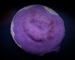 Montipora Spp. (Encrusting) (Purple-Blue) Xs