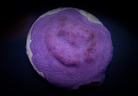 Montipora Spp. (Encrusting) (Purple-Blue) Xs