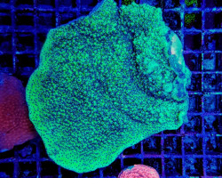 Montipora Spp. (Encrusting) (Purple-Pink Polyp) Xs