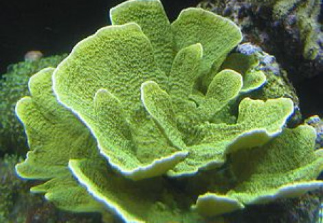 Montipora Spp. (Laminar Green Grade A) M