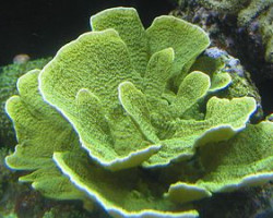 Montipora Spp. (Laminar Green Grade A) S