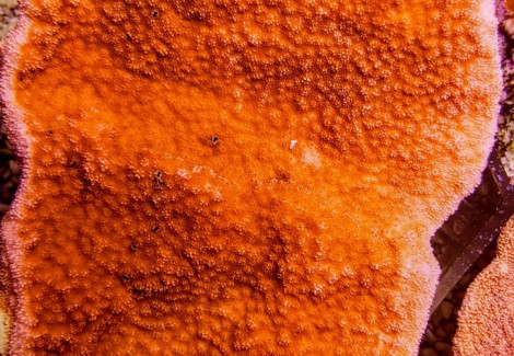 Montipora Spp. (Laminar Orange/Red Grade A) Xs