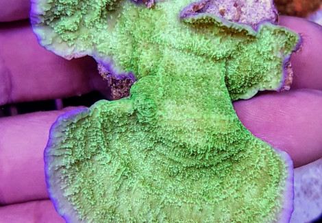 Montipora Spp. (Laminar Pink Edge Grade A) M