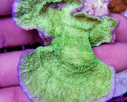 Montipora Spp. (Laminar Pink Edge Grade A) S