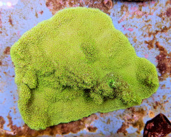 Montipora Spp. (Premium) M