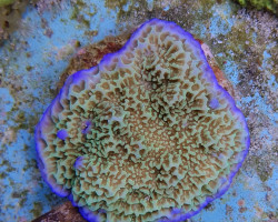 Montipora Spp. (Premium) S