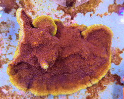 Montipora Spp. (Premium) Xs