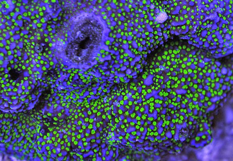 Montipora Spp. Bali Encrusting (Green Polyp) Xs