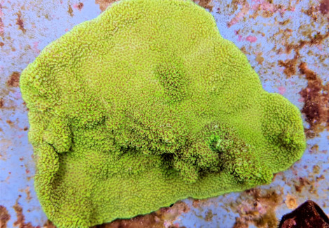 Montipora Spp. Encrusting (Green ) M