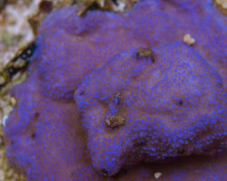 Montipora Spp. Encrusting (Red Polyp) M