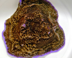 Montipora Undata Ml