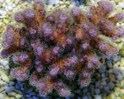 Pocillopora Damicornis (Pink) L