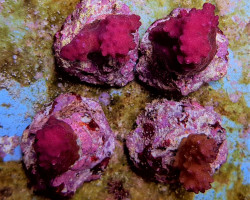 Pocillopora Danae (Pink) S