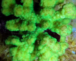 Pocillopora Danae (Yellow/Green) M